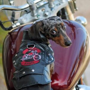 Black Biker Dawg Harness Jacket - by Doggie Design