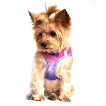 American River Dog Harness Ombre Collection -Raspberry Sundae - by Doggie Design