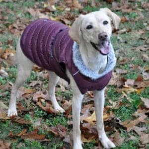 Alpine Extreme Weather Puffer Dog Coat - Burgundy - by Doggie Design
