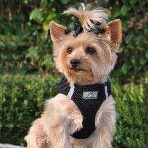 American River Solid Ultra Choke-Free Dog Harness - Black - by Doggie Design