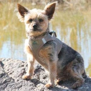American River Solid Ultra Choke-Free Dog Harness - Fossil Brown - by Doggie Design