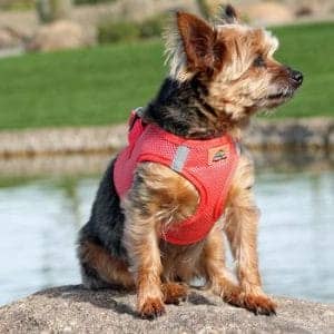 American River Solid Ultra Choke-Free Dog Harness - Coral - by Doggie Design