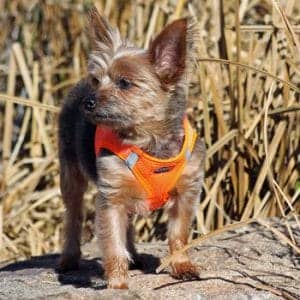 American River Solid Ultra Choke-Free Dog Harness - Hunter Orange - by Doggie Design