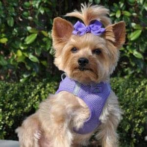 American River Solid Ultra Choke-Free Dog Harness - Paisley Purple - by Doggie Design