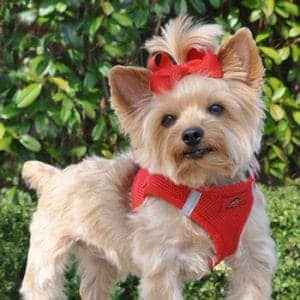 American River Solid Ultra Choke-Free Dog Harness - Red - by Doggie Design