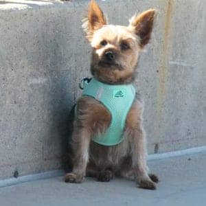 American River Solid Ultra Choke-Free Dog Harness - Teal - by Doggie Design