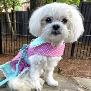 Polka Dot and Lace Dog Dress Set with Leash - Pink and Teal - by Doggie Design