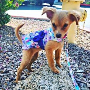 Purple Butterfly Dog Dress with Matching Leash - by Doggie Design
