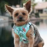 Wrap and Snap Choke Free Dog Harness by Doggie Design - Surfboards and Palms