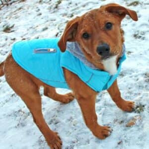 Weekender Dog Sweatshirt Hoodie - Light Blue - by Doggie Design