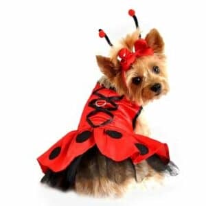 Lady Bug Costume