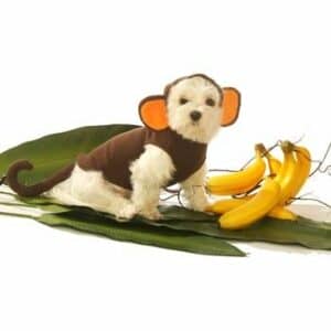 Monkey Dog Costume