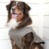 Alpine Tuf Terrain Dog Coat - Dried Sage - Image 4